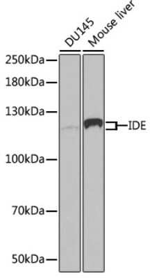 Western Blot: Insulysin/IDE AntibodyBSA Free [NBP3-03392]