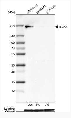 Western Blot: Integrin alpha 1/CD49a Antibody (CL7207) [NBP2-76478]