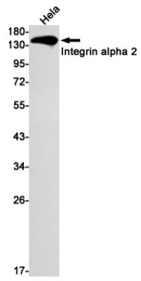Western Blot: Integrin alpha 2/CD49b Antibody (S06-7A5) [NBP3-19666]