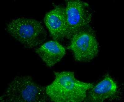Immunocytochemistry/ Immunofluorescence: Integrin alpha 2/CD49b Antibody (SN0752) [NBP2-67691]