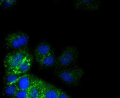 Immunocytochemistry/ Immunofluorescence: Integrin alpha 2/CD49b Antibody (SN0752) [NBP2-67691]