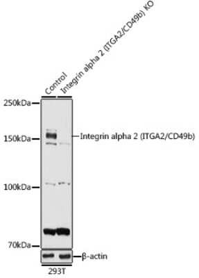 Western Blot: Integrin alpha 2/CD49b AntibodyAzide and BSA Free [NBP3-03851]