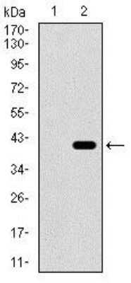 Western Blot: Integrin alpha 2b/CD41 Antibody (2E10C9)BSA Free [NBP2-37384]