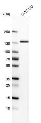 Western Blot: Integrin alpha 3/CD49c Antibody (CL6937) [NBP2-76515]