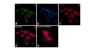 Immunofluorescence: Integrin alpha 4/CD49d Antibody (9F10) - BSA Free [NBP1-43398]