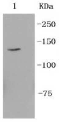 Western Blot: Integrin alpha 6/CD49f Antibody (SR45-00) [NBP2-67311]