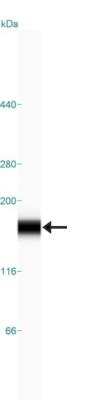 Simple Western: Integrin alpha 6/CD49f Antibody [NBP1-85747]