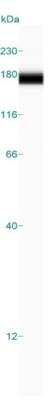 Simple Western: Integrin alpha V/CD51 Antibody [NBP1-85746]