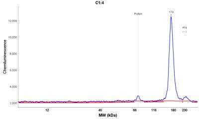Simple Western: Integrin alpha V/CD51 Antibody [NBP1-85746]