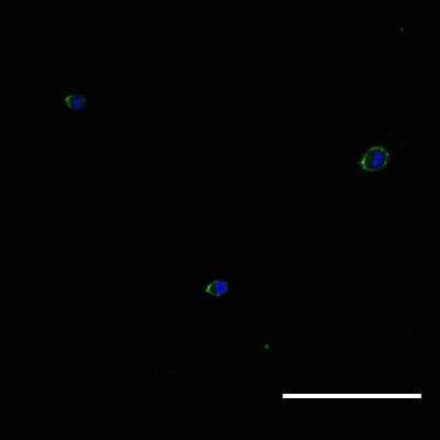 Immunocytochemistry/ Immunofluorescence: Integrin beta 1/CD29 Antibody (12G10) - BSA Free [NB100-63255]