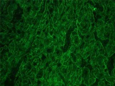 Immunocytochemistry/ Immunofluorescence: Integrin beta 1D Antibody (2B1) - BSA Free [NBP1-97734]