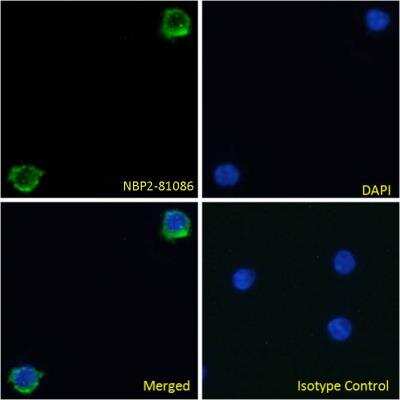 Immunocytochemistry/ Immunofluorescence: Integrin beta 7 Antibody (FIB504) - Chimeric - Azide and BSA Free [NBP2-81086]