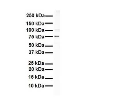 Western Blot: Integrin beta 8 Antibody [NBP1-59269]