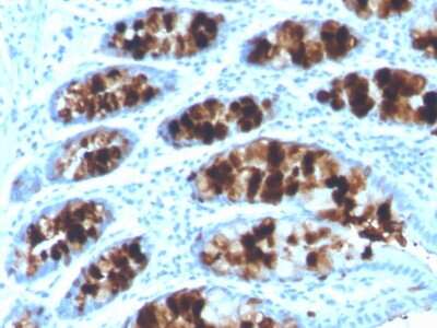 Immunohistochemistry-Paraffin: Intelectin-1/Omentin Antibody (ITLN1/4062) [NBP3-07678]