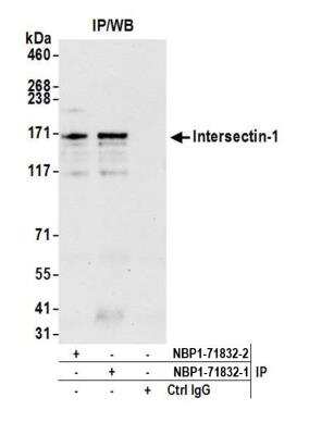 Immunoprecipitation: Intersectin 1 Antibody [NBP1-71832]