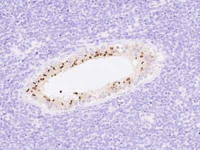 Immunohistochemistry-Paraffin: Intra Acrosomal Protein Antibody [NBP2-99874]