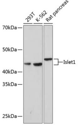 Western Blot: Islet-1 Antibody (1G9Q8) [NBP3-15315]