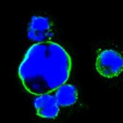 Immunocytochemistry/ Immunofluorescence: Islet-1 Antibody (1H9) - BSA Free [NBP1-47537]