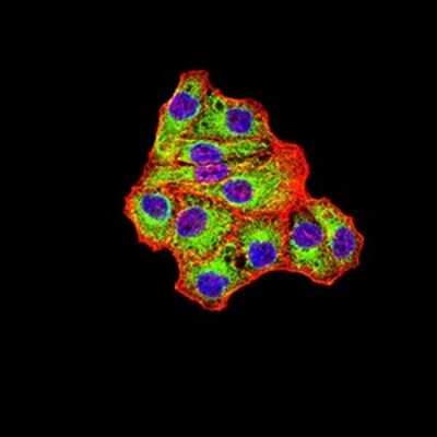 Immunocytochemistry/ Immunofluorescence: Isocitrate Dehydrogenase 1/IDH1 Antibody (7G8A1) - BSA Free [NBP2-61795]