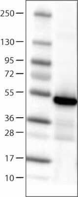 Western Blot: Isocitrate Dehydrogenase 1/IDH1 Antibody (CL0219) [NBP2-52882]