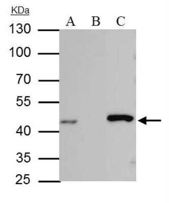Immunoprecipitation: Isocitrate Dehydrogenase 1/IDH1 Antibody [NBP1-31599]