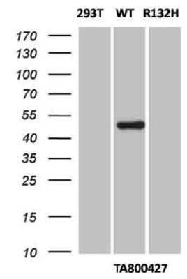 Western Blot: Isocitrate Dehydrogenase 1/IDH1 Antibody (OTI1D1)Azide and BSA Free [NBP2-70990]