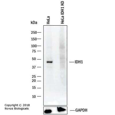 Knockout Validated: Isocitrate Dehydrogenase 1/IDH1 Antibody (OTI2H9) - Azide and BSA Free [NBP2-70988]