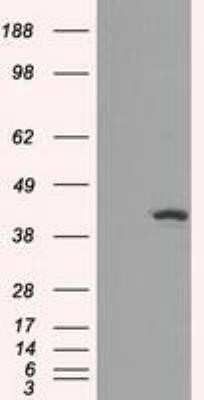 Western Blot: Isocitrate Dehydrogenase 1/IDH1 Antibody (OTI2H9)Azide and BSA Free [NBP2-70988]