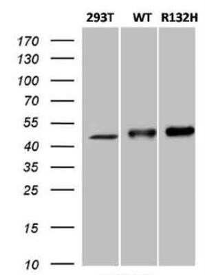 Western Blot: Isocitrate Dehydrogenase 1/IDH1 Antibody (OTI3G9)Azide and BSA Free [NBP2-70989]