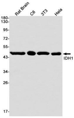 Western Blot: Isocitrate Dehydrogenase 1/IDH1 Antibody (S05-2G5) [NBP3-19494]