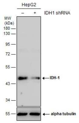 Knockdown Validated: Isocitrate Dehydrogenase 1/IDH1 Antibody [NBP1-31599]
