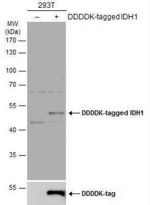Western Blot: Isocitrate Dehydrogenase 1/IDH1 Antibody [NBP1-31599]