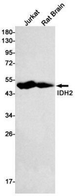 Western Blot: Isocitrate Dehydrogenase 2/IDH2 Antibody (S04-1B0) [NBP3-19658]