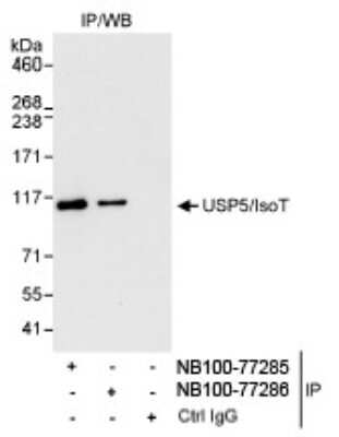 Immunoprecipitation: Isopeptidase T/USP5 Antibody [NB100-77286]