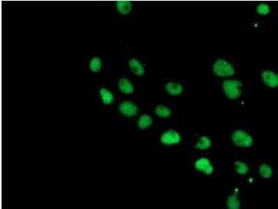 Immunocytochemistry/ Immunofluorescence: JAB1 Antibody (OTI2B12) [NBP2-01813]