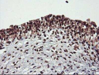 Immunohistochemistry-Paraffin: JAB1 Antibody (OTI2B12) [NBP2-01813]