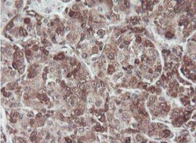 Immunohistochemistry-Paraffin: JAB1 Antibody (OTI2B12) [NBP2-01813]