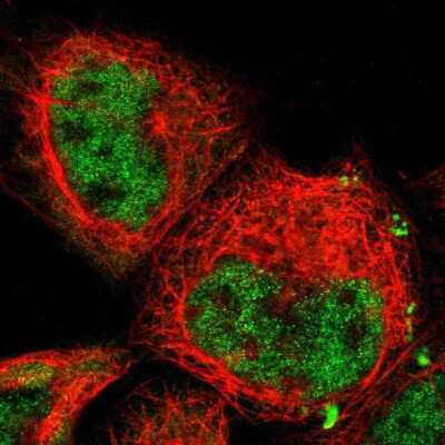 Immunocytochemistry/ Immunofluorescence: JAB1 Antibody [NBP1-84370]
