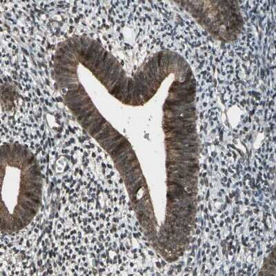Immunohistochemistry-Paraffin: JAB1 Antibody [NBP1-84370]