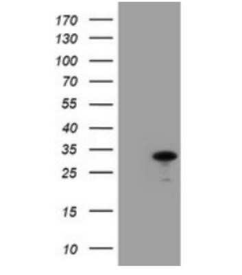 Western Blot: JAB1 Antibody (OTI2B12)Azide and BSA Free [NBP2-71659]