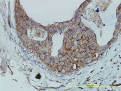 Immunohistochemistry-Paraffin: JAM-A Antibody (2E3-1C8) [H00050848-M01]