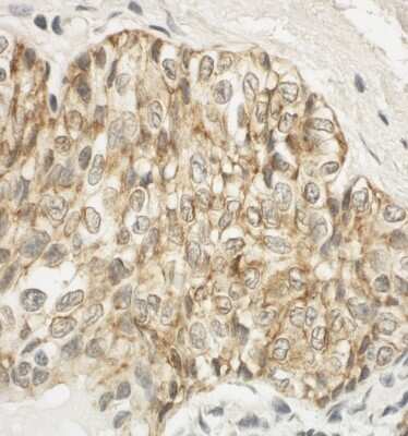Immunohistochemistry-Paraffin: JAM-A Antibody [NBP1-49908]