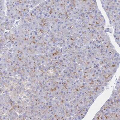 Immunohistochemistry-Paraffin: JAM-A Antibody [NBP2-38934]