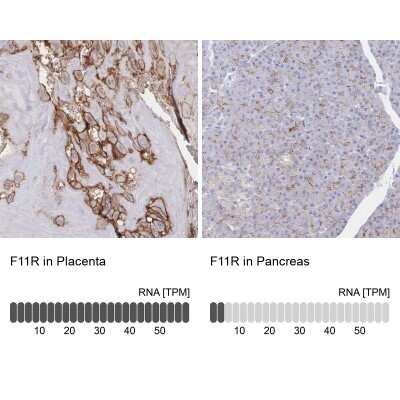 Immunohistochemistry-Paraffin: JAM-A Antibody [NBP2-38934]