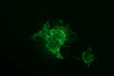 Immunocytochemistry/ Immunofluorescence: JAM-A Antibody (OTI3H3) - Azide and BSA Free [NBP2-71876]