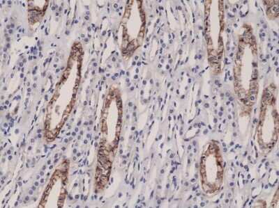 Immunohistochemistry-Paraffin: JAM-A Antibody (RM275) [NBP2-61562]