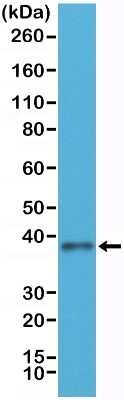 Western Blot: JAM-A Antibody (RM275) [NBP2-61562]
