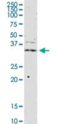 Western Blot: JAM-B/VE-JAM Antibody (1G4) [H00058494-M01]
