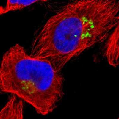 Immunocytochemistry/ Immunofluorescence: JAM-C Antibody [NBP1-92032]