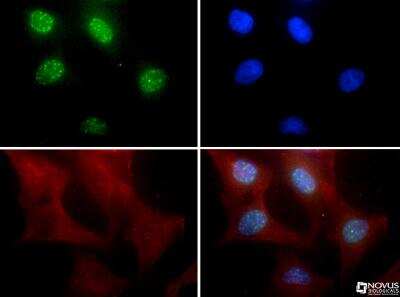 Immunocytochemistry/ Immunofluorescence: Lysine (K)-specific Demethylase 5B/KDM5B/JARID1B Antibody - BSA Free [NBP1-97310]